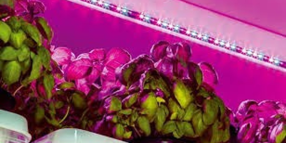 Horticulture Lighting Solutions Enabling High-Performance Indoor Farming